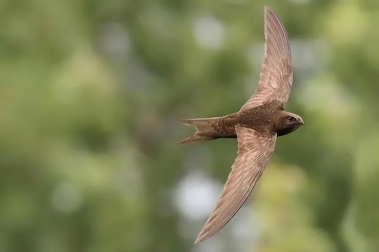 北京自然博物馆老年人免票吗,北京自然博物馆五一