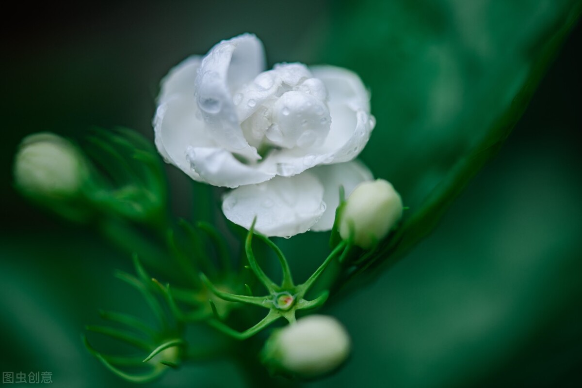 时光荏苒岁月如梭愿岁月静好,时光煮雨岁月逢花且行且从容