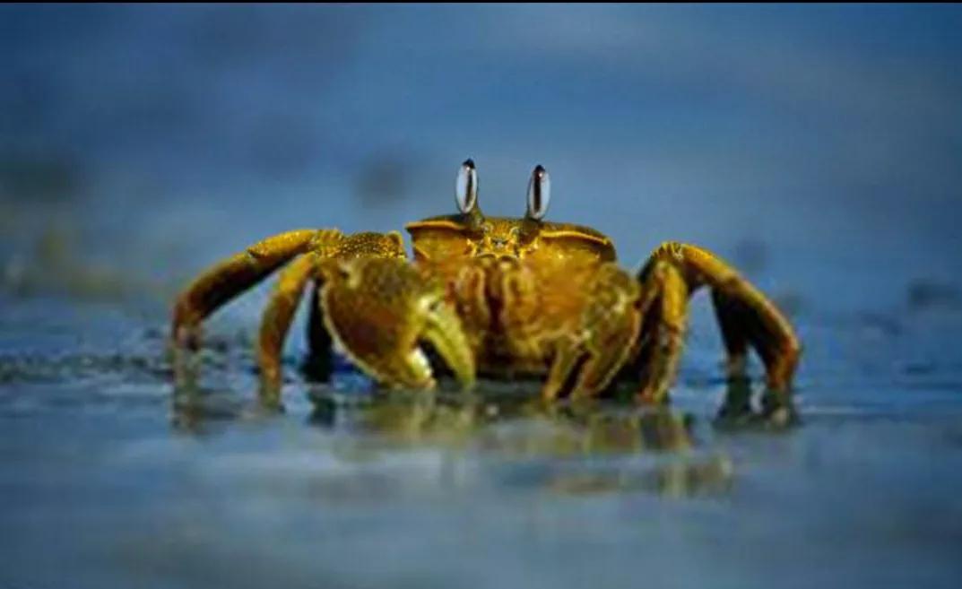 石牛、金马儿，还有奇怪的螃蟹，带你走进老家那些曾经发生的事