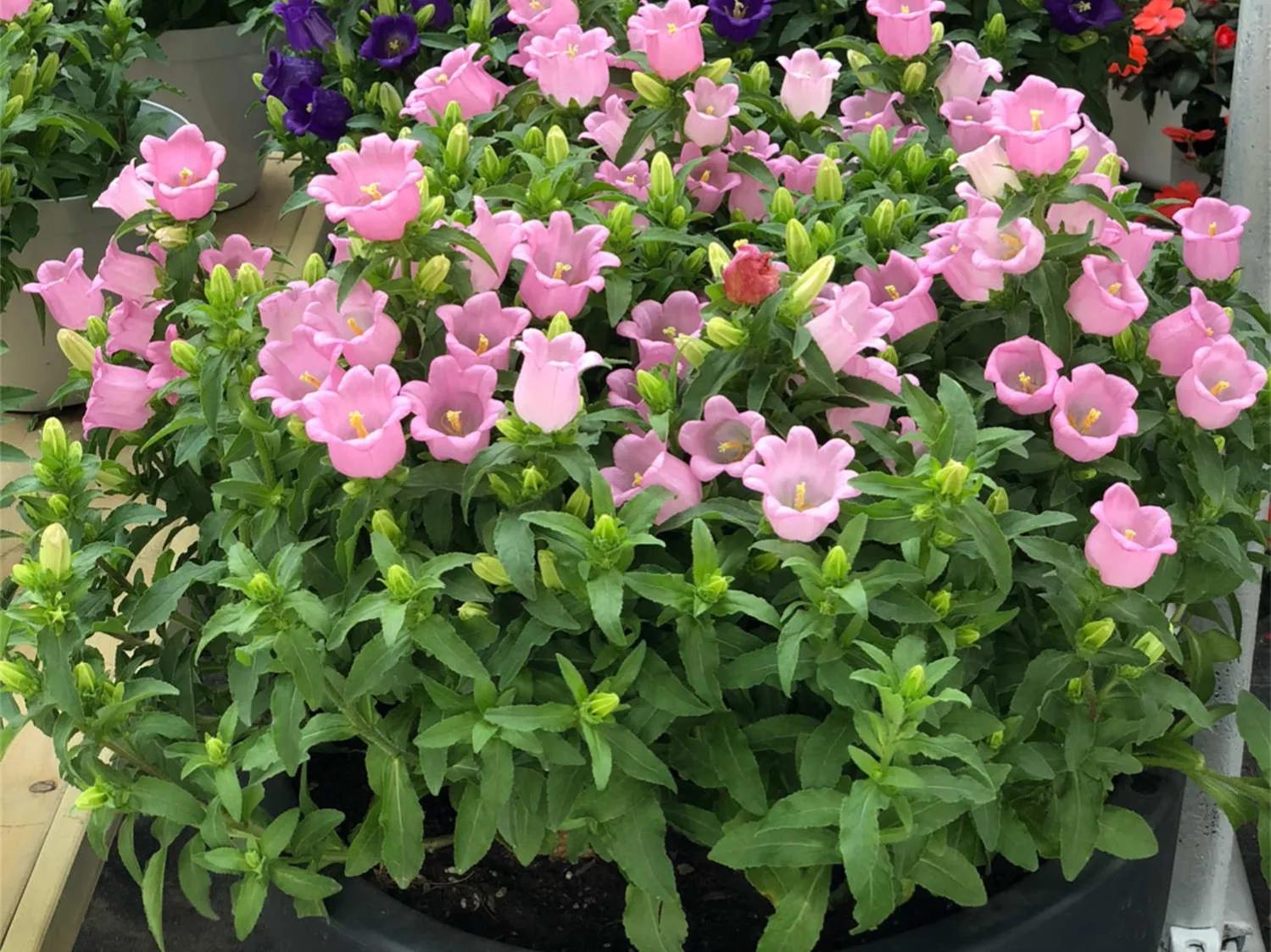 粉色风铃草花,蓝色粉色的风铃草