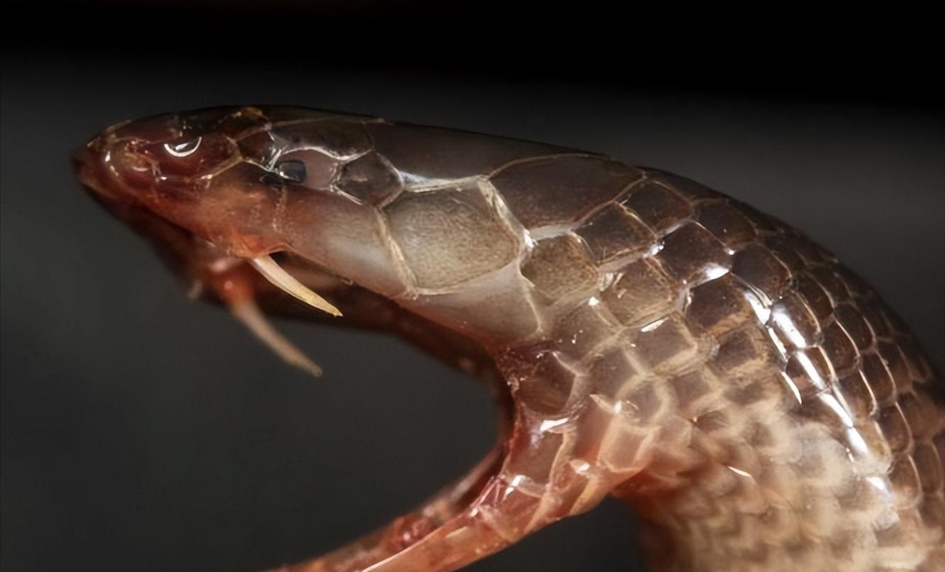 谁也不服谁都使出了自己的绝招,谁也不服前一句