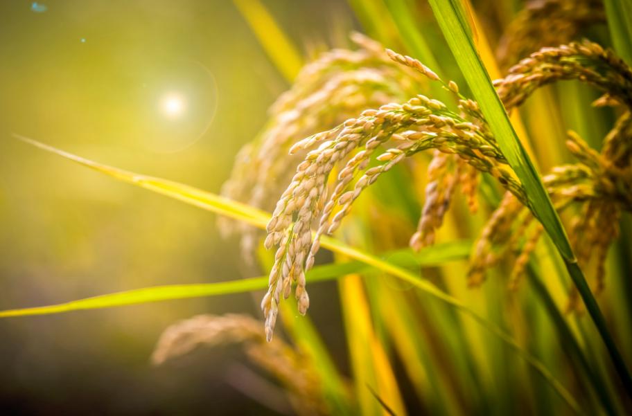 小山村种出了“院士菜”专家院士播下致富种子外出年轻人回乡创业