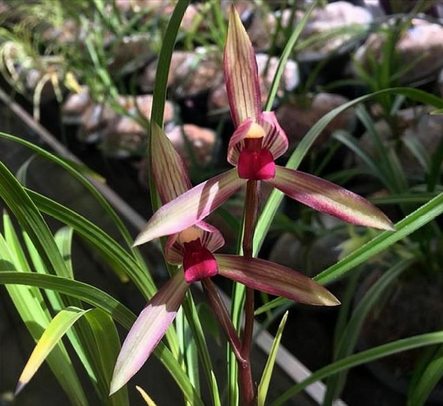 2004年，他采得一棵春兰，后来开出绝世好花，成为无法超越的经典