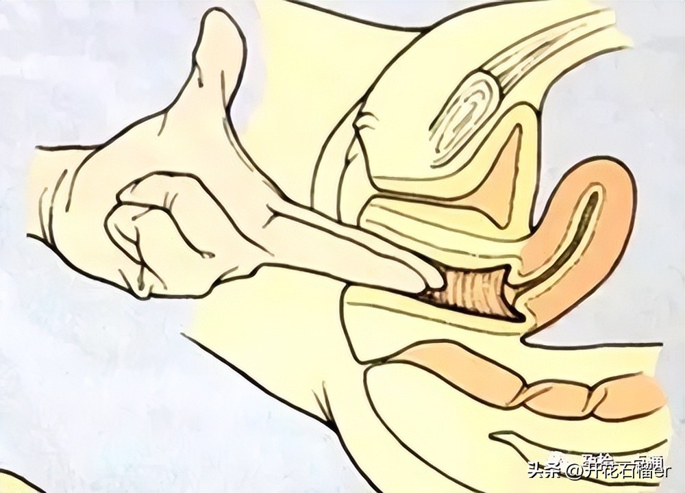 顺产时开十指骨盆会开裂吗,顺产检查开几指是手都放进去吗