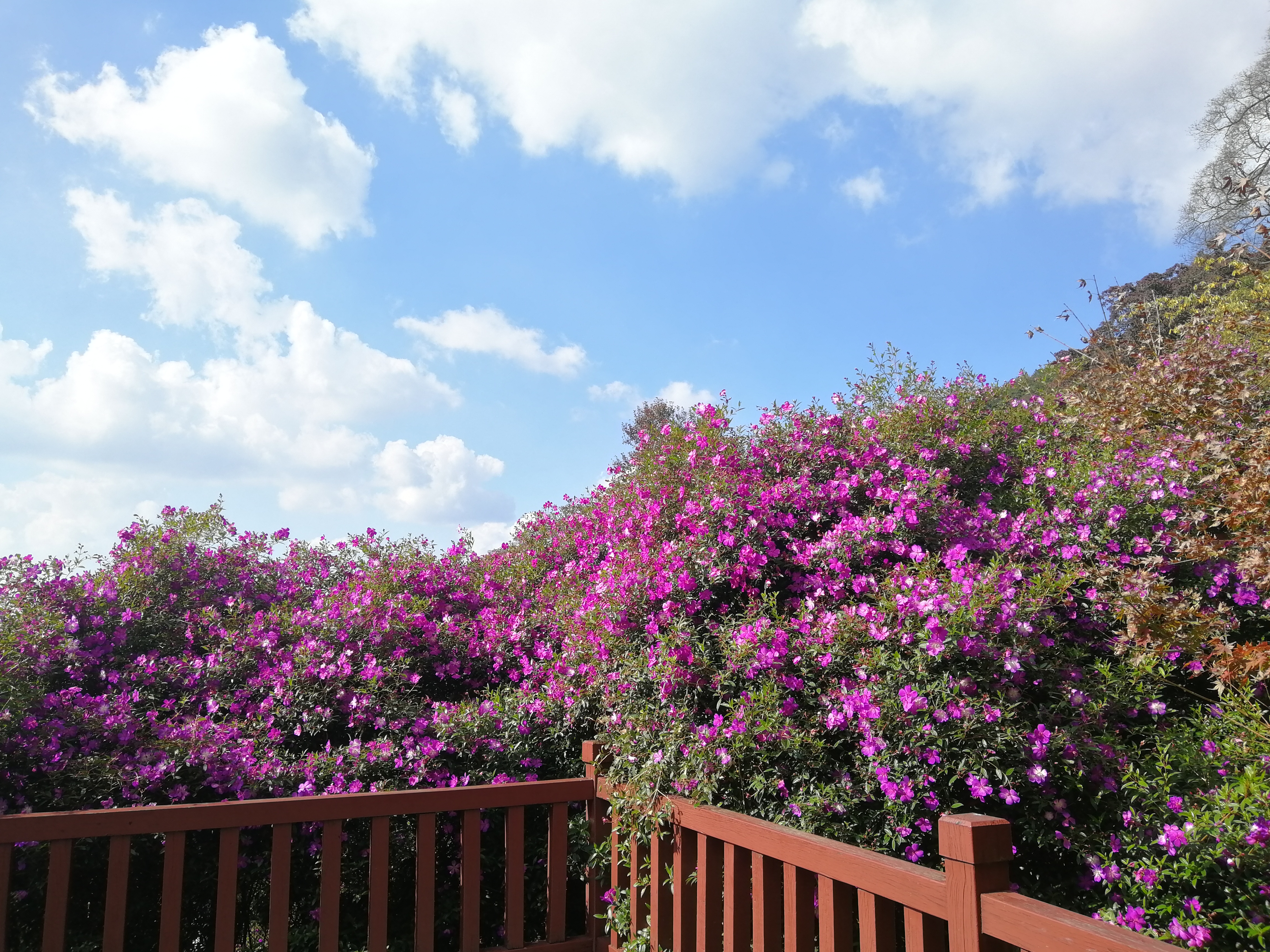 石门森林公园樱花谷交通线路,从化石门公园枫叶