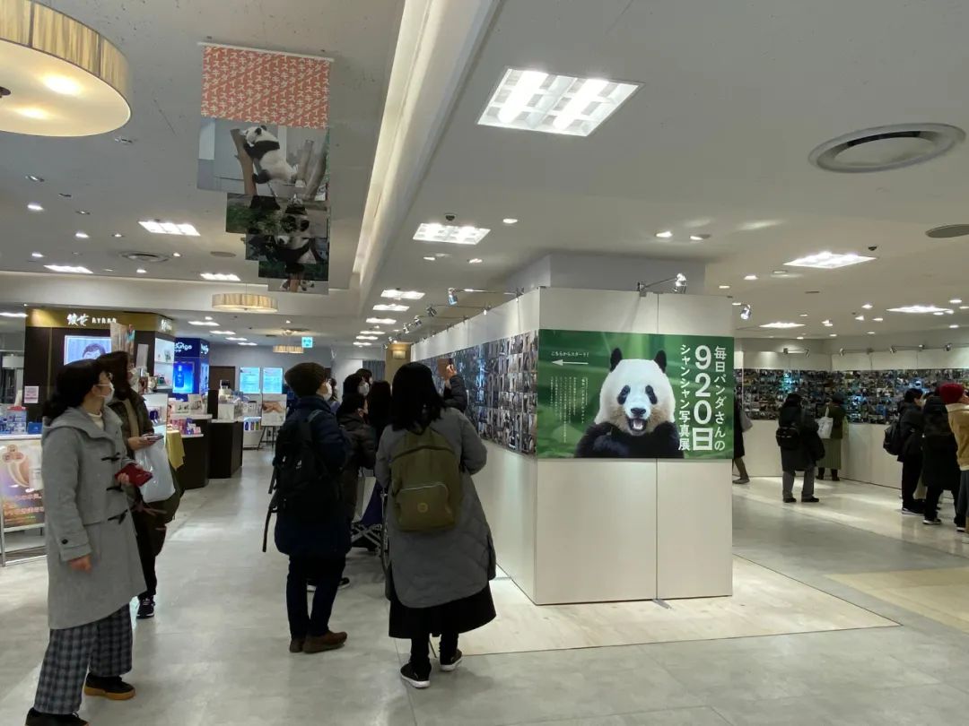 大熊猫香香将启程回国,大熊猫香香最后一天在日本见游客