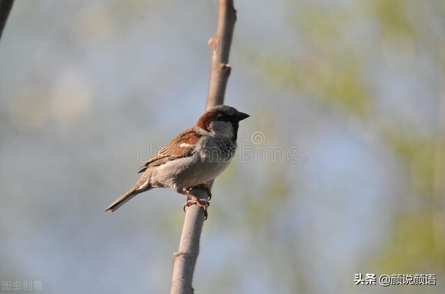 一次掏麻雀的恐怖经历