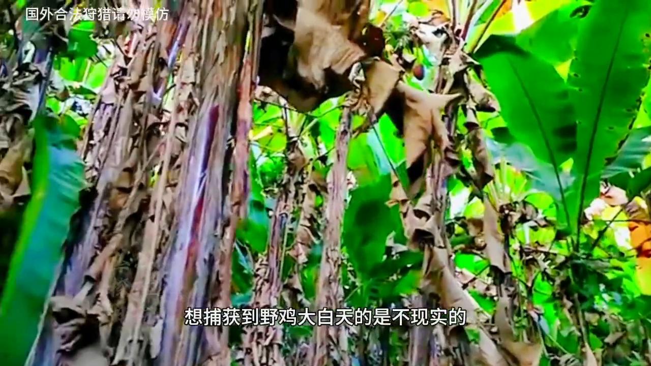越南野鸡泛滥，只需晚上用套索套住脖颈就可捕获，一次三只
