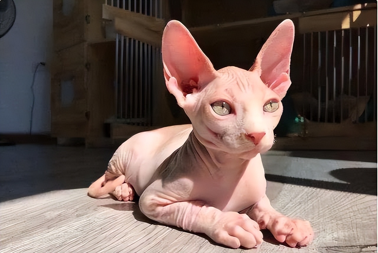 这些“坑人”的猫，你养过没？一个比一个费心