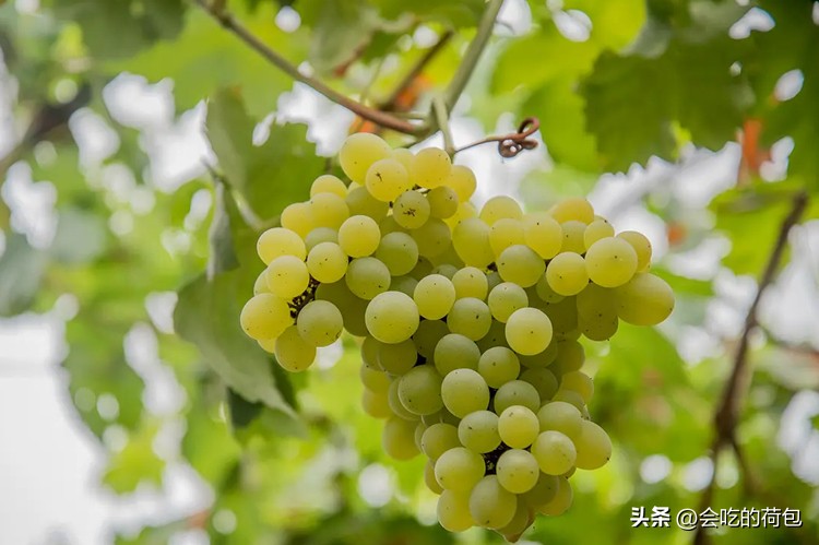 全国哪种葡萄最好吃,什么葡萄好吃产量又高排行前十名