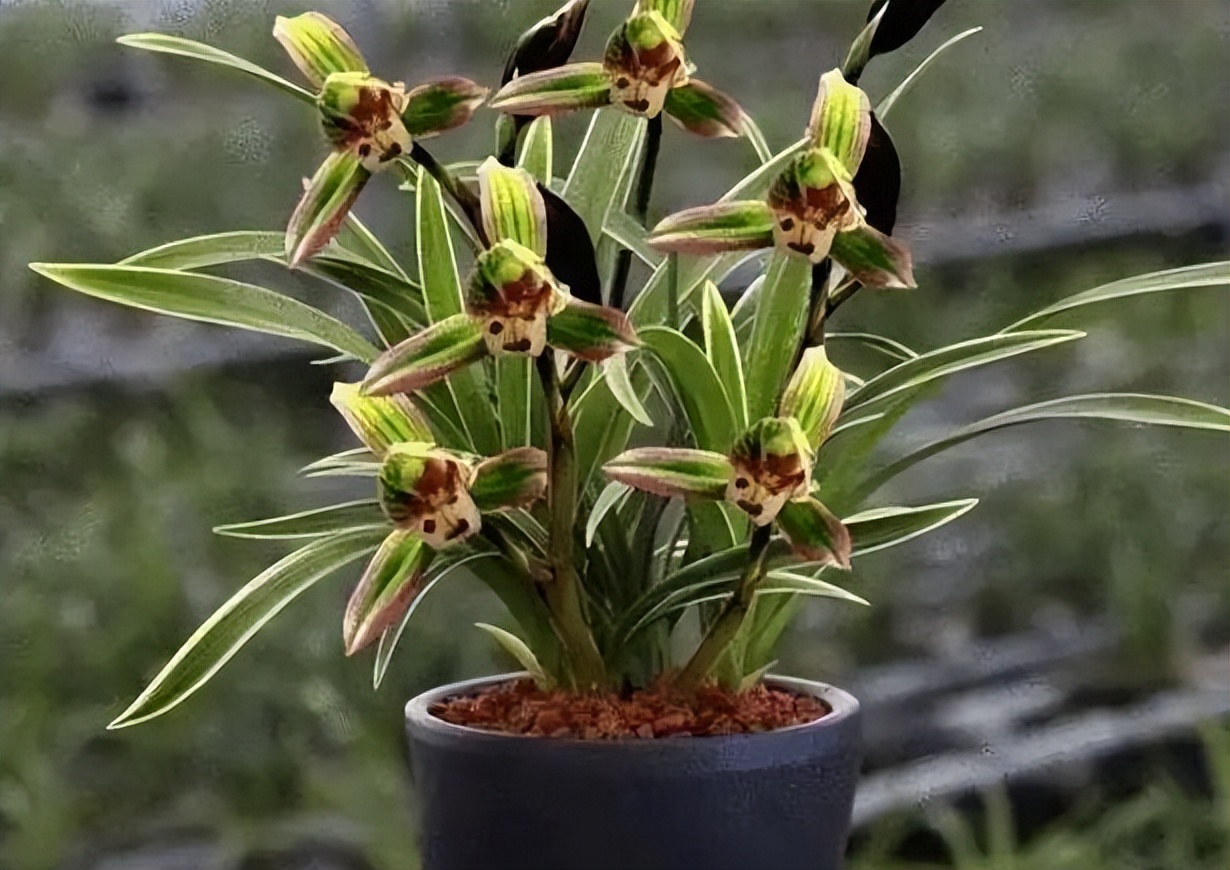 帝王妃金边矮种兰花直播,金边建兰帝王妃叶子多长