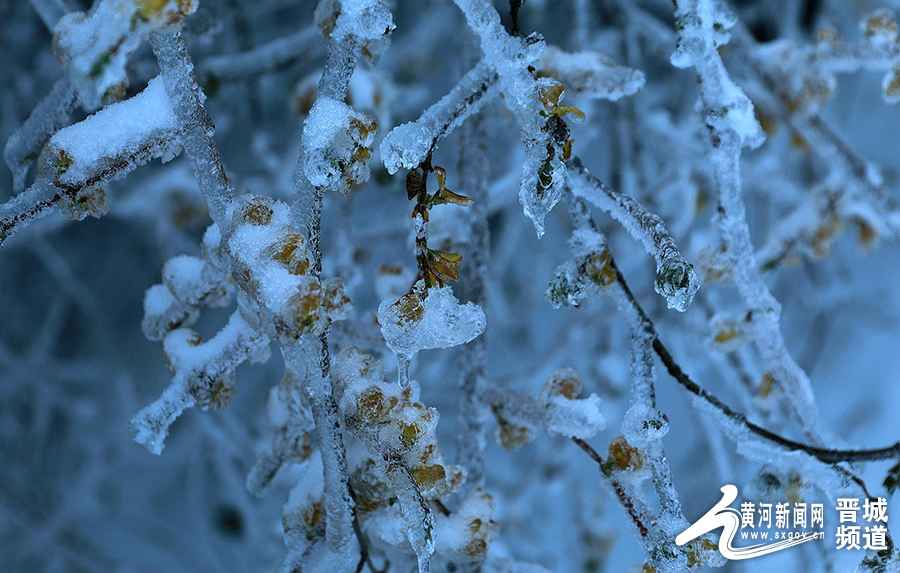 王莽岭美景,王莽岭雪后美景图片