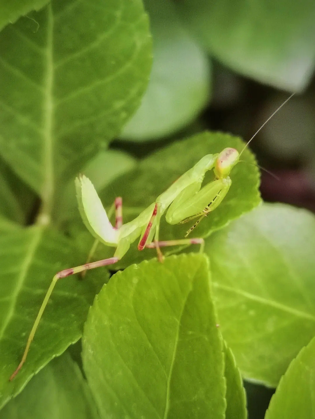 为什么说螳螂是凶残的昆虫呢,螳螂可以杀死比自己大的动物吗
