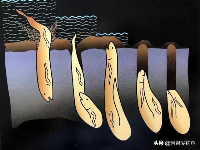 非洲肺鱼：一种会被淹死的鱼，如何做到离水存活4年多