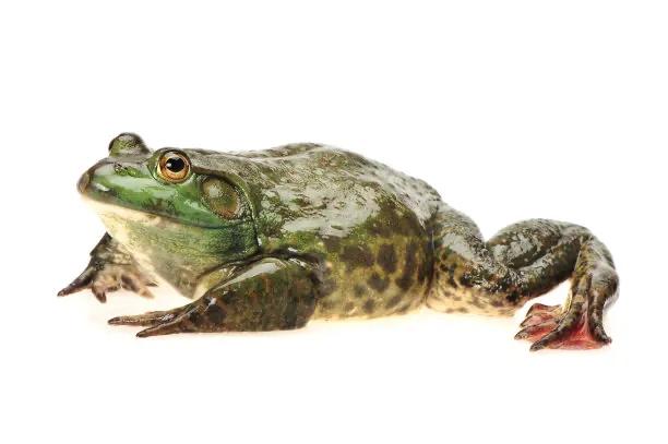 现在的牛蛙药物超标吗,哥老官牛蛙兽药超标