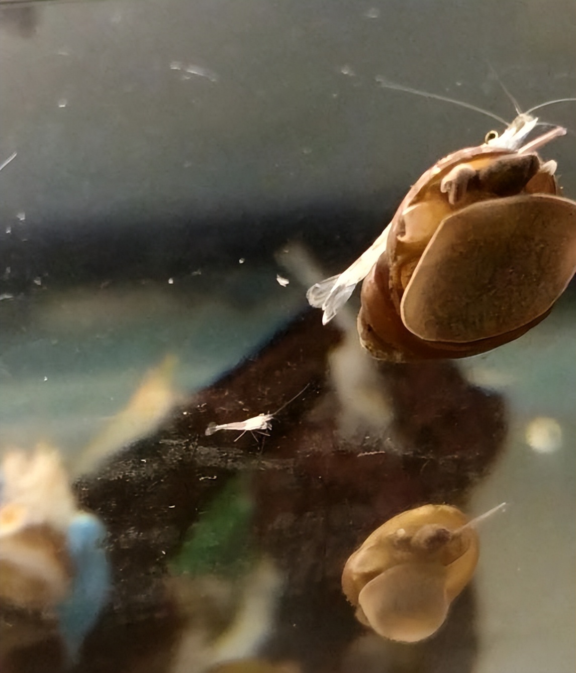 黑壳虾虾苗的发育过程,黑壳虾幼崽有多大