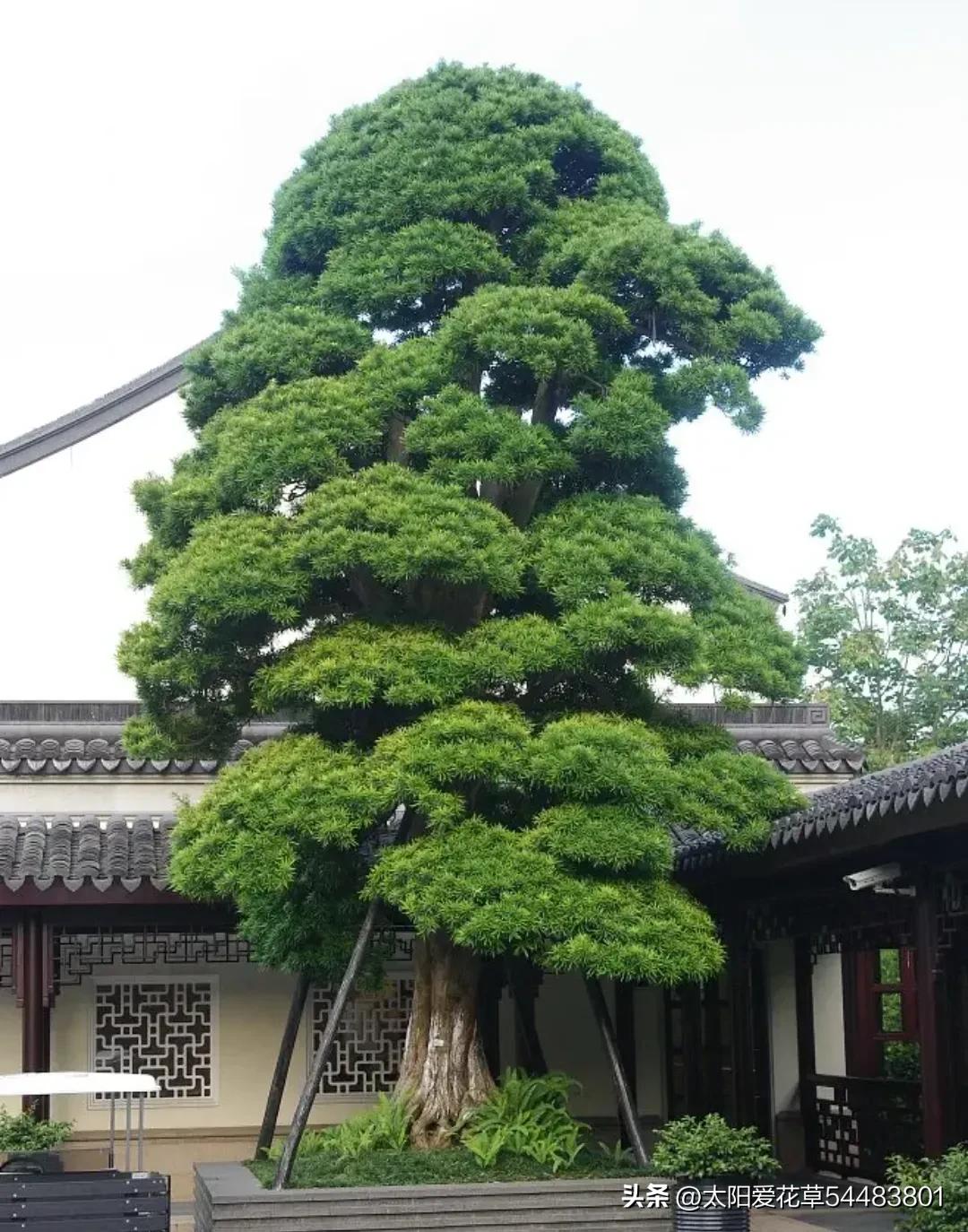 5种树寓意“吉祥富贵”，院子里种一棵，旺人旺家，过来人的经验