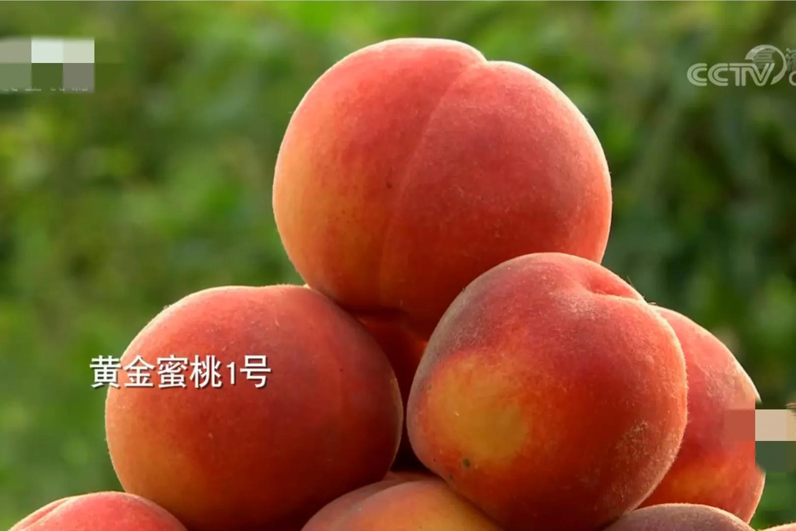 山东女子承包500亩荒山，如今荒山变成聚宝盆，一年收入900多万元