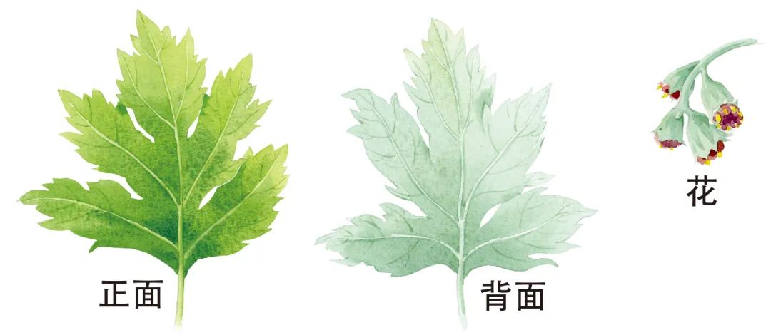 感冒熏艾条熏哪个部位效果最好,熏艾条能不能祛寒