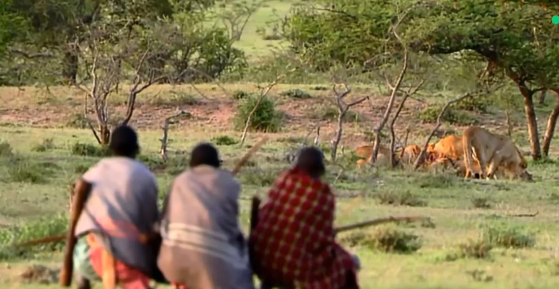 草原之王狮子怕马赛人,狮子怕马赛人还是草原霸主