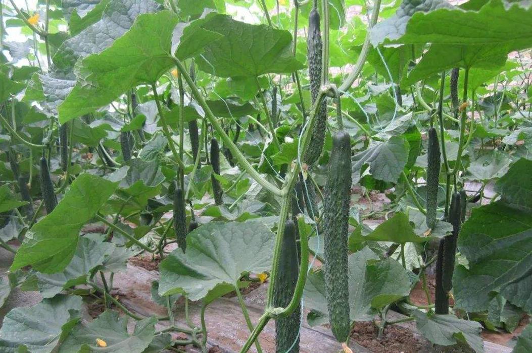 黄瓜坐瓜的技巧和方法,黄瓜弯瓜多的解决小妙招