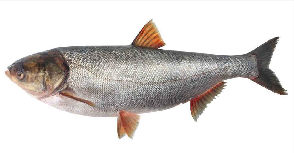 七种不一样的鱼图片,各种鱼的区别方法图解