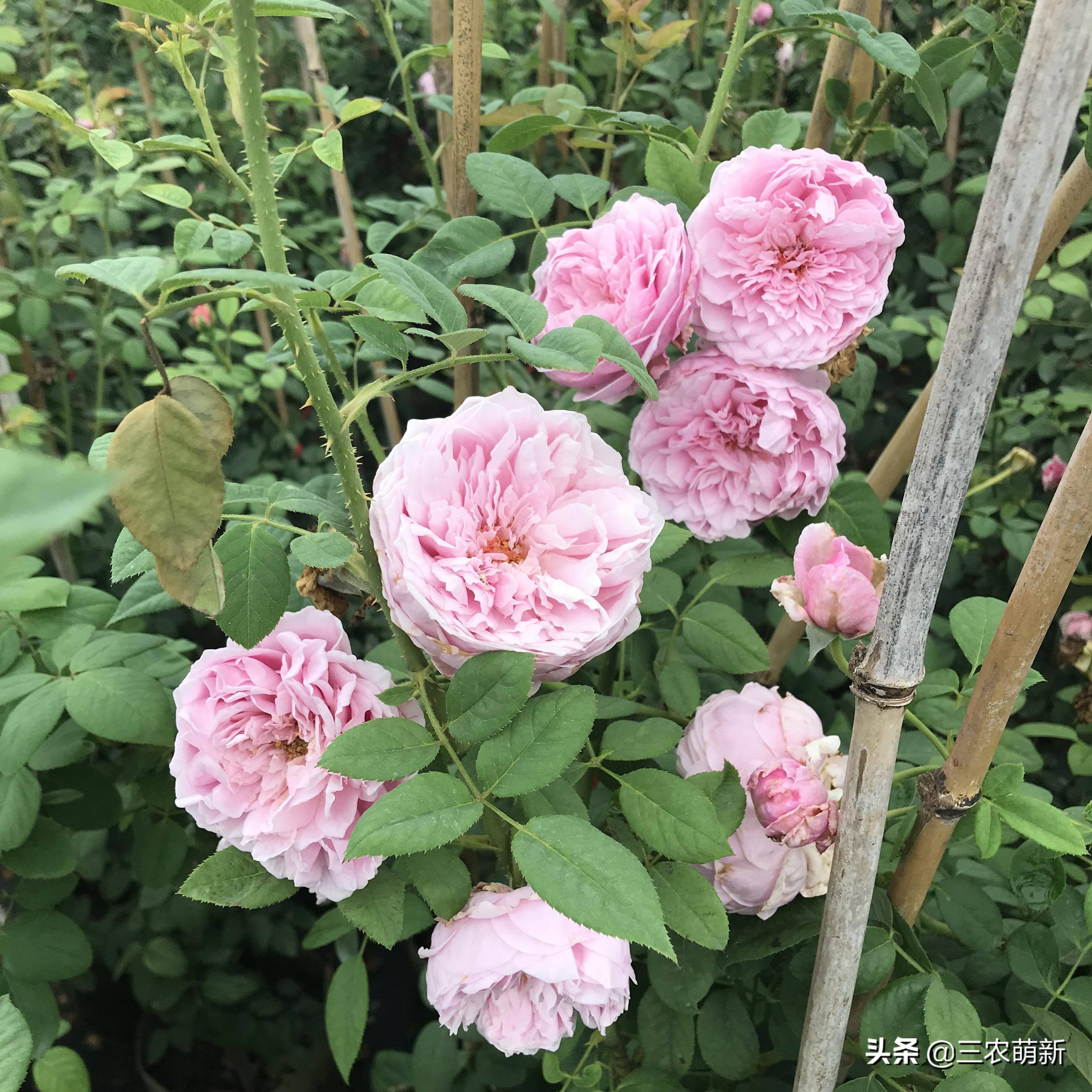 20种月季花图片大全,介绍月季花方法