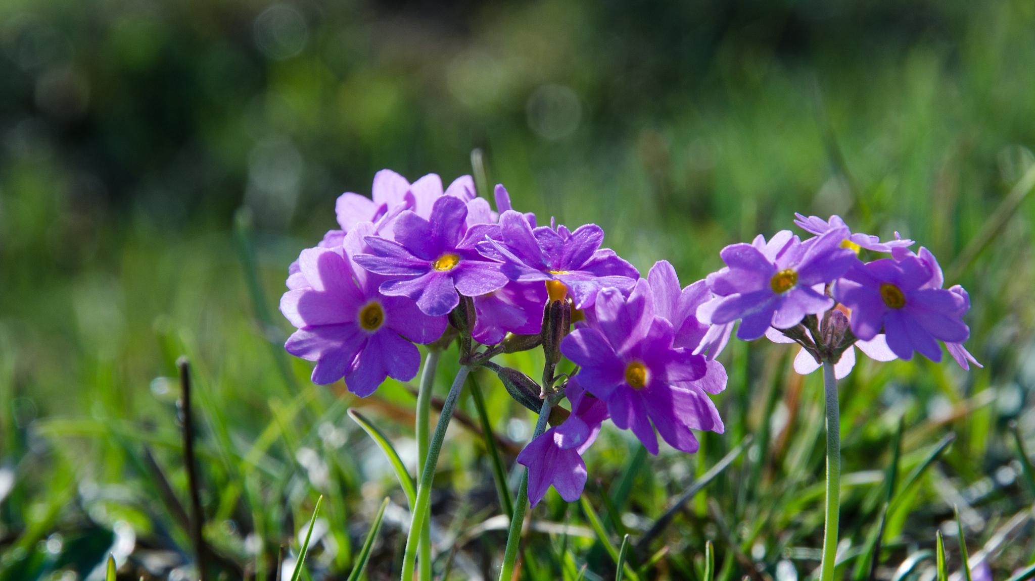 灼灼野花香，依依柳金黄，送您三首山花小诗，邂逅旧时岁月静好
