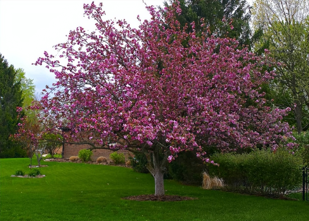 十种富贵庭院的树,室内种植的富贵树