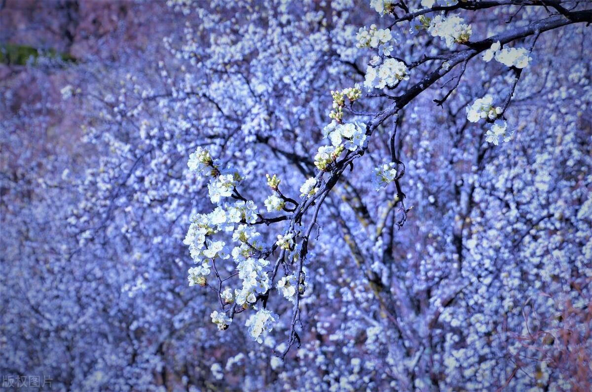 花事旖旎,关于年华最唯美的古诗