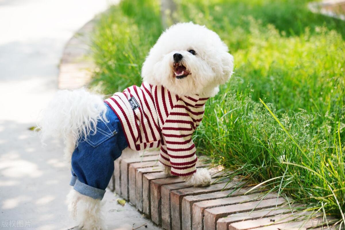 如果你想养一只动物你想养什么,如果你想养一只猫怎么办