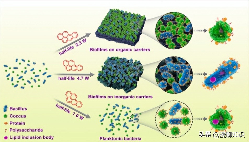 多环芳香烃致癌吗,多环芳烃类对人体有何危害