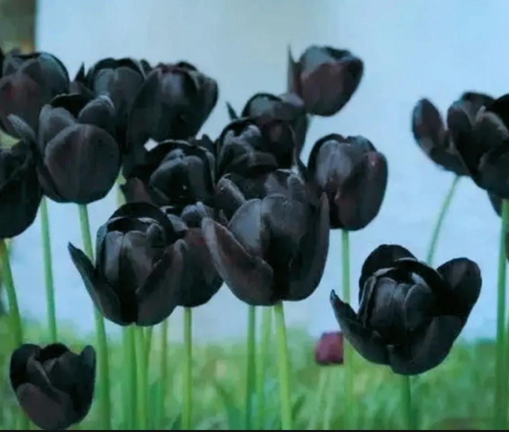 郁金香花语及寓意怎么画,郁金香花语是寻找生命里的浪漫