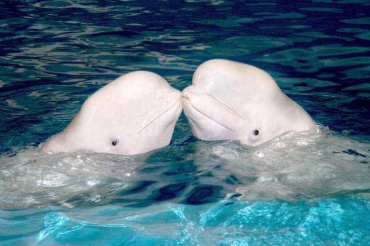 大连旅游攻略住宿推荐,大连旅游攻略三天游哪个岛好