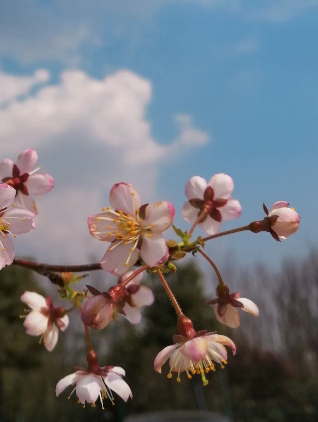 初春河津樱花图片大全,河津樱花品种大全