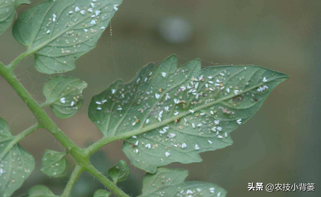 粉虱虫打什么农药,粉虱要用什么农药才能消灭