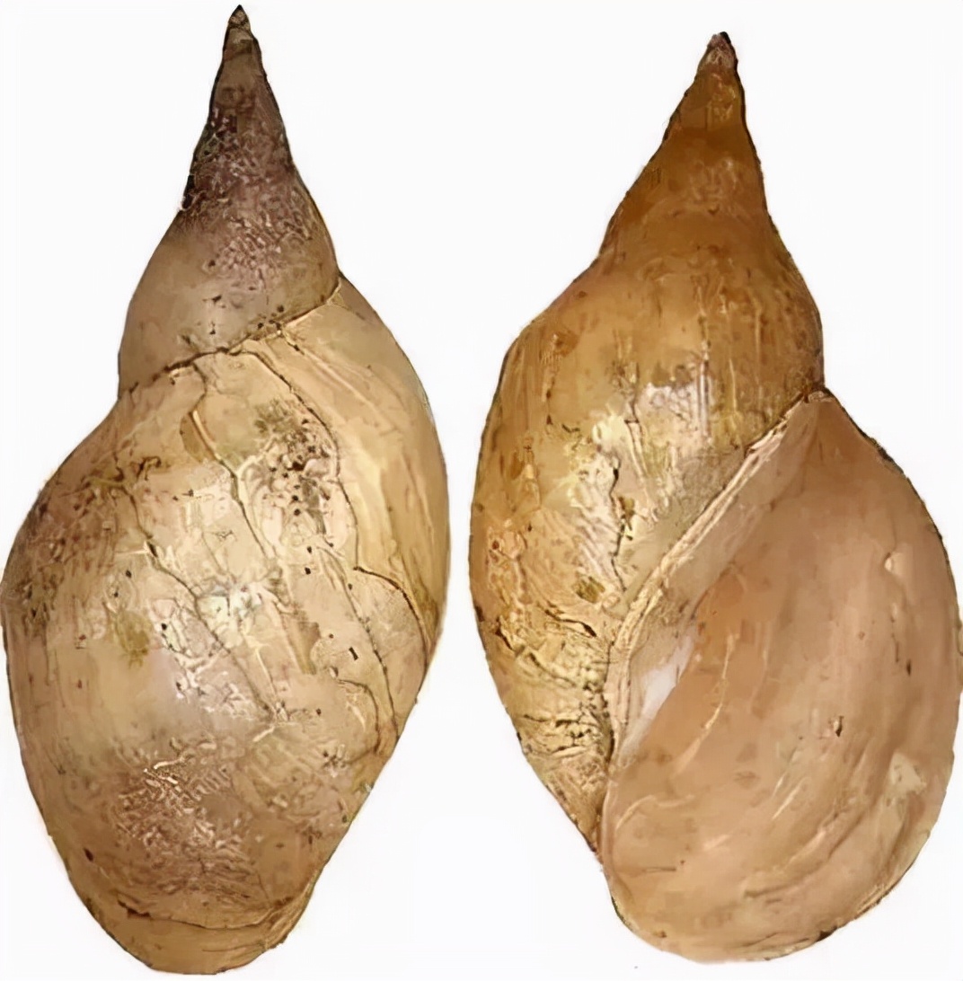 鱼眼睛白内障,鱼眼睛疾病