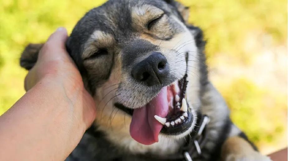 狗狗掉牙注意什么,狗狗掉牙怎么护理