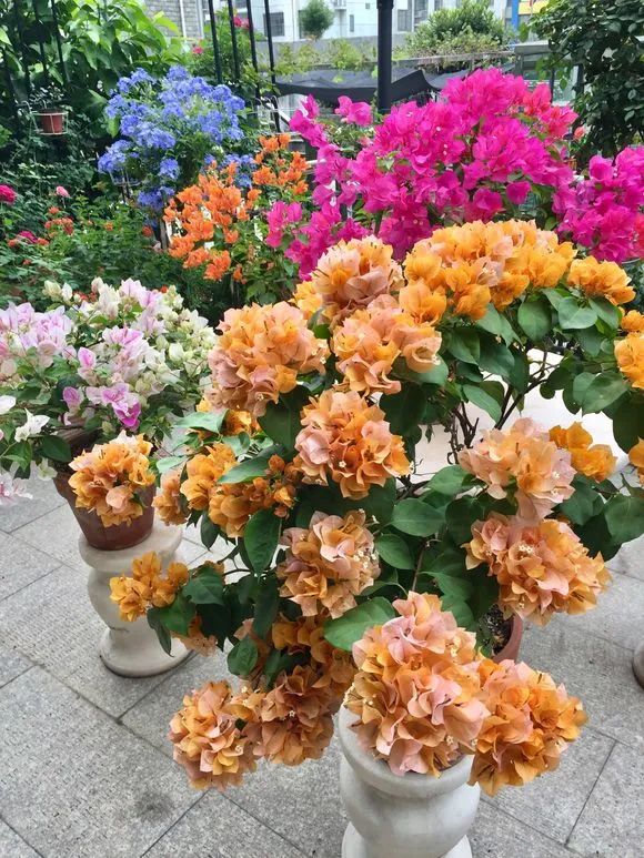 30种适合懒人养的花三角梅耐寒吗,三角梅养花技巧及知识大全详解