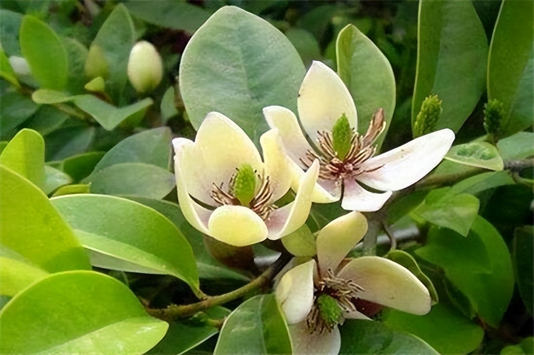 含笑花诗,含笑花的诗句