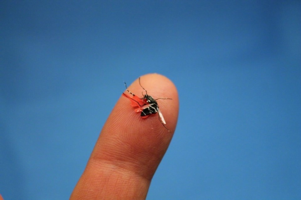 冷知识为什么蚊子会咬人,是雄蚊子会咬人还是雌蚊子会咬人