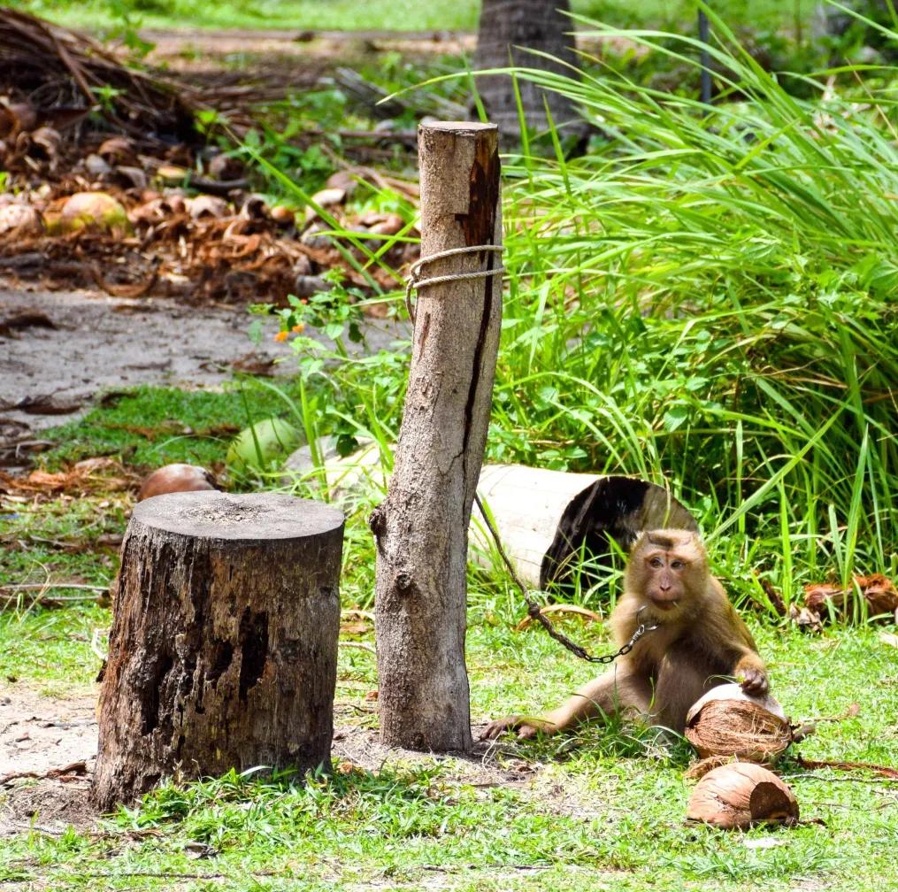 云南所有稀有动物猴子,云南稀有野生动物猴子