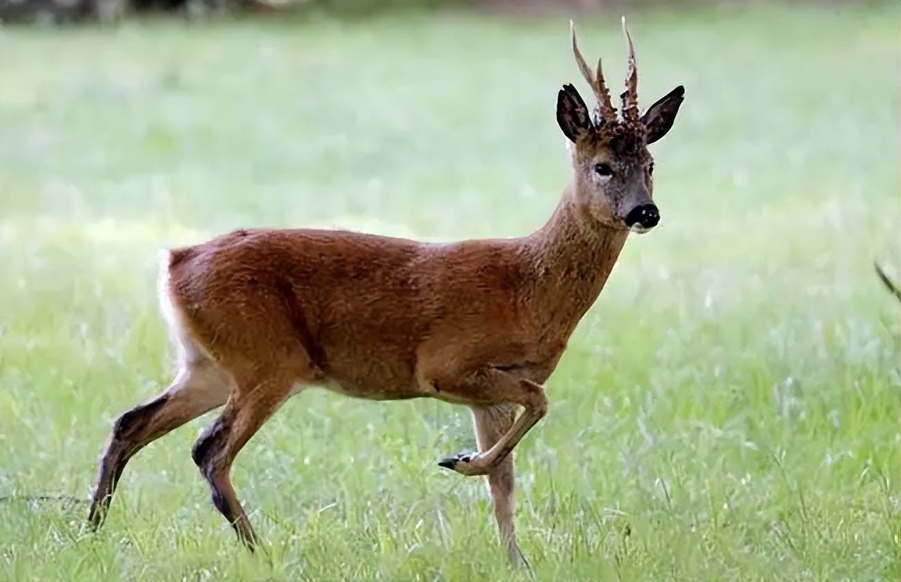 内蒙古罕见的白狼,内蒙古白狍子