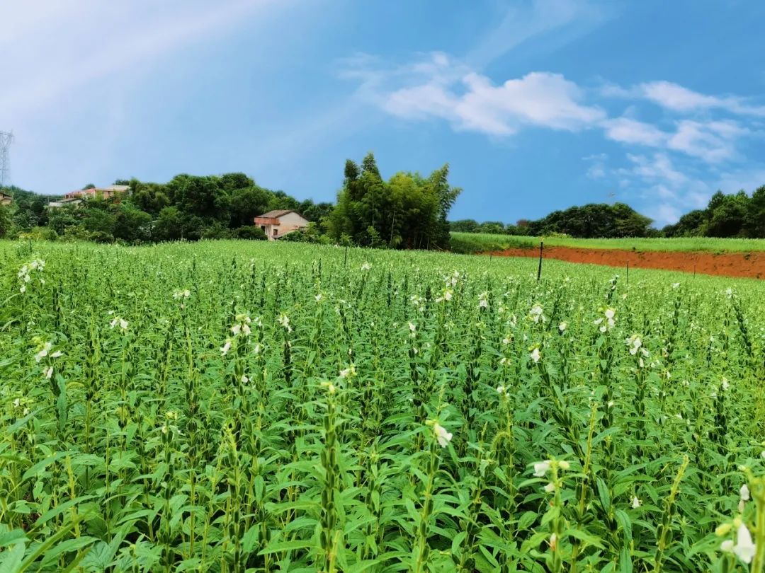长康芝麻油有什么特征,长康芝麻油介绍
