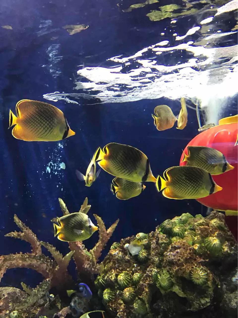 海底世界高清大图壁纸,手机动态海底世界鱼壁纸