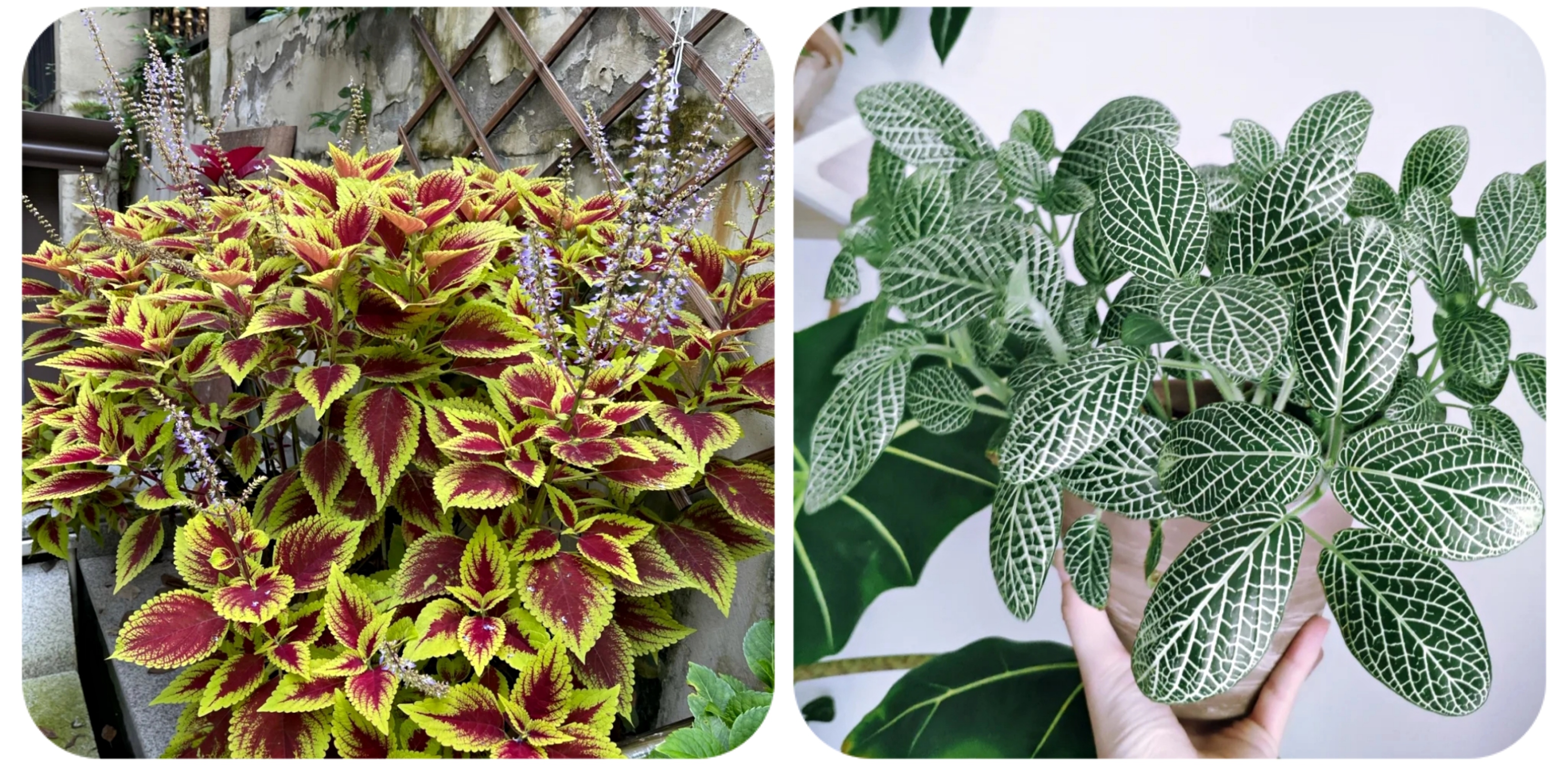 100个阳台养什么花好,100种阳台养的花草