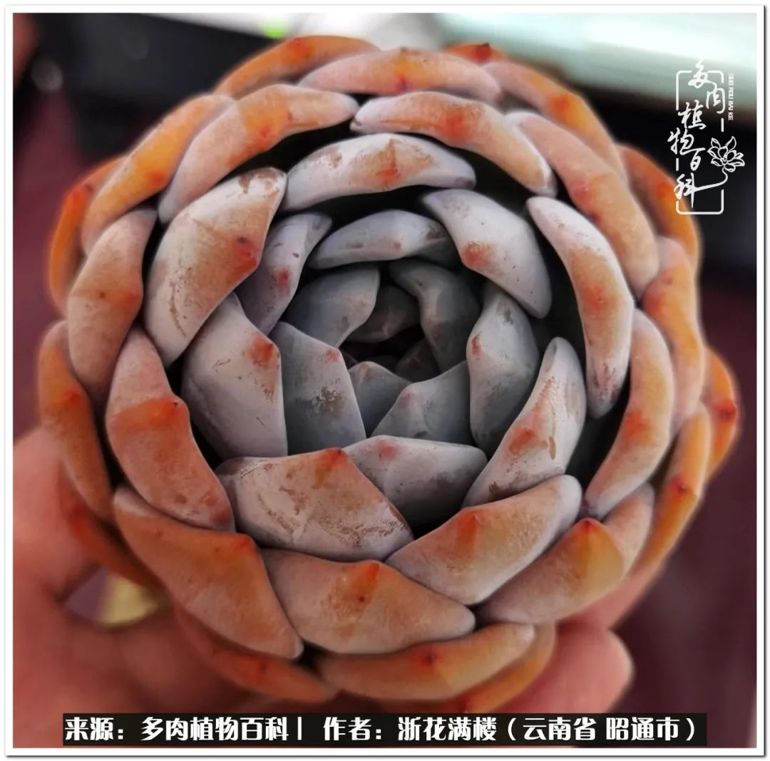 奔跑吧跑步,奔跑吧多肉盆栽