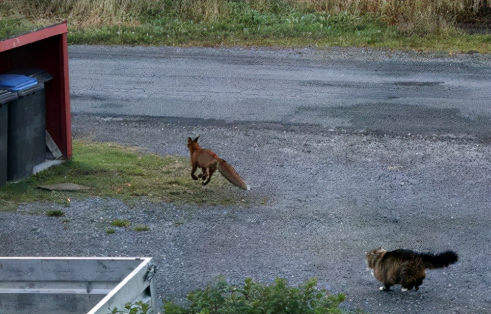 瑞士猫和俄罗斯猫,俄罗斯猫西伯利亚猫