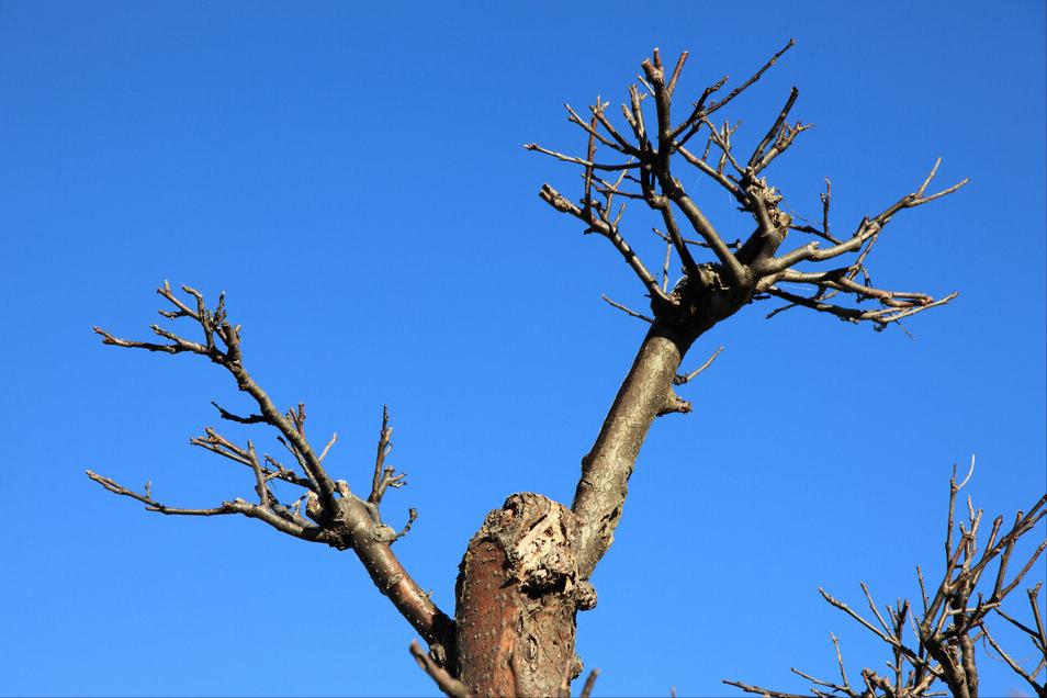 房前屋后什么树好,屋后有一棵大树好不好