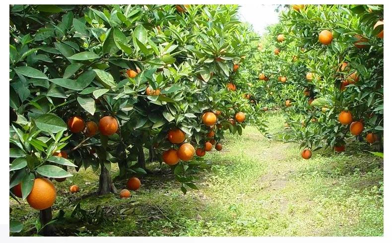 手术前的饕餮大餐，缘分来了个大免单